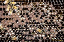  Cannibalism exhibited by hygienic bees uncapping and removing worker pupae; photo by The BeeMD photo collection
